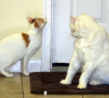 Snowy and Tuna