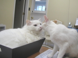 Snowy Kiss