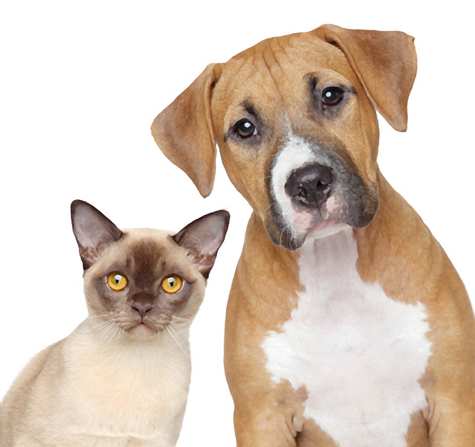 homepageCatandDogLooking.jpg