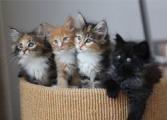 Donation- Spay and Neuter