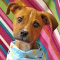 Sponsor A Dog