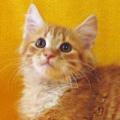 Sponsor A Cat