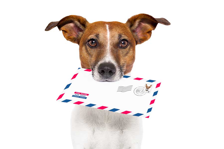 Mail dog (2).jpg