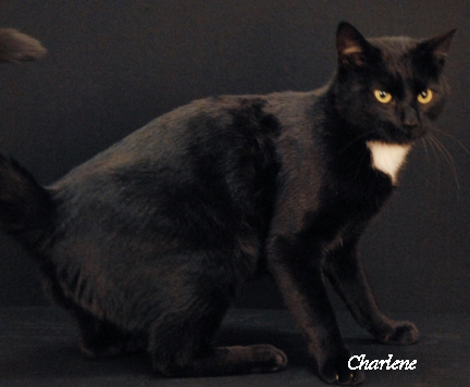Bagheera