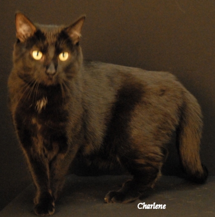 Bo Cat