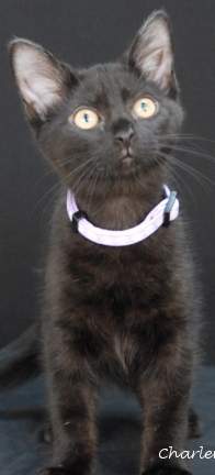Daphne