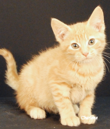 Garfield