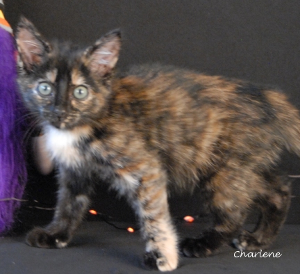 High Priestess Gabagool