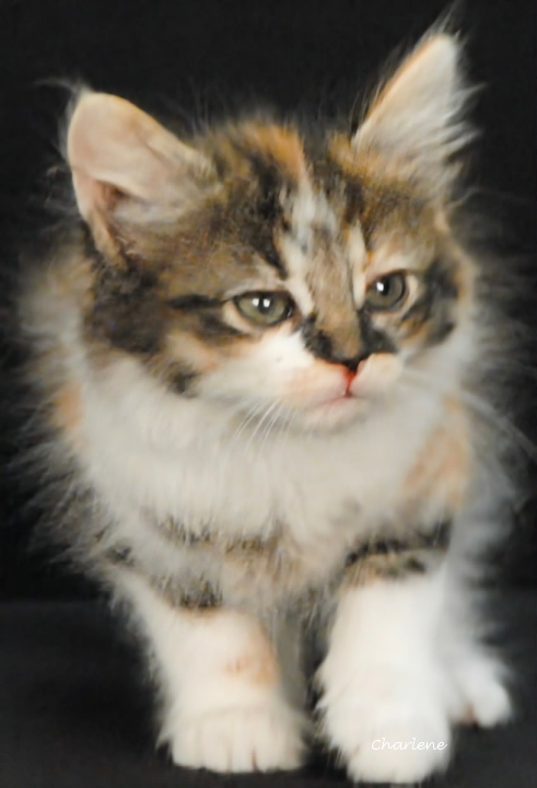 Jolene
