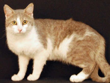 Kendrick Lemeow