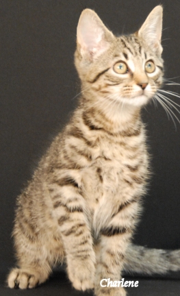 Lamborkitty