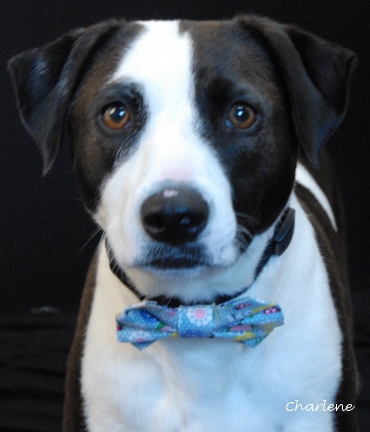Lucy Van Pelt