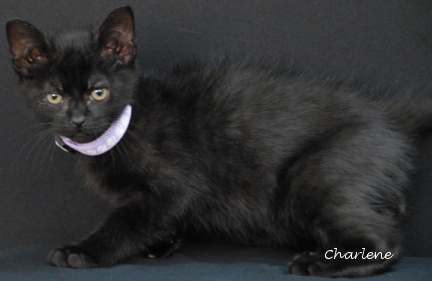 Purry the Cat-a-puss