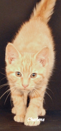 Puss N Boots
