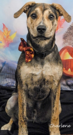 Rusty (formerly known as Sketchers)