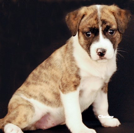 Vada