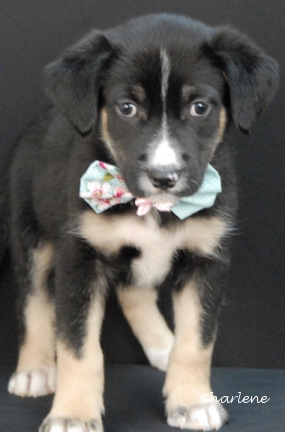 Avery Humane Society