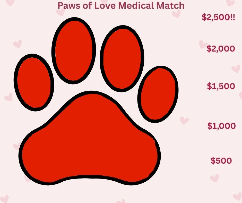 Paws of Love Medical Match 5