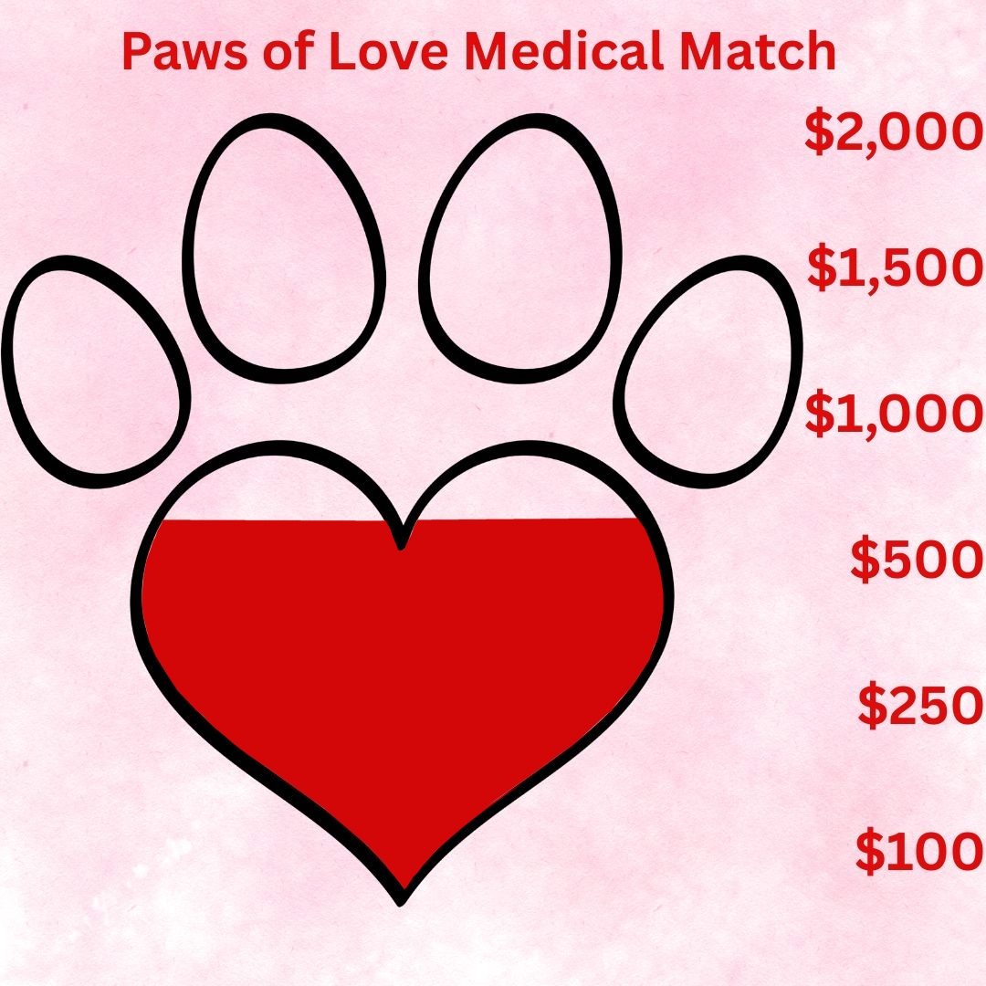 Paws of Love Update