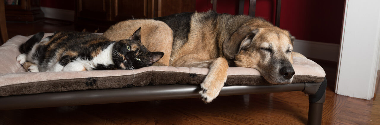 how-to-care-for-you-kuranda-bed