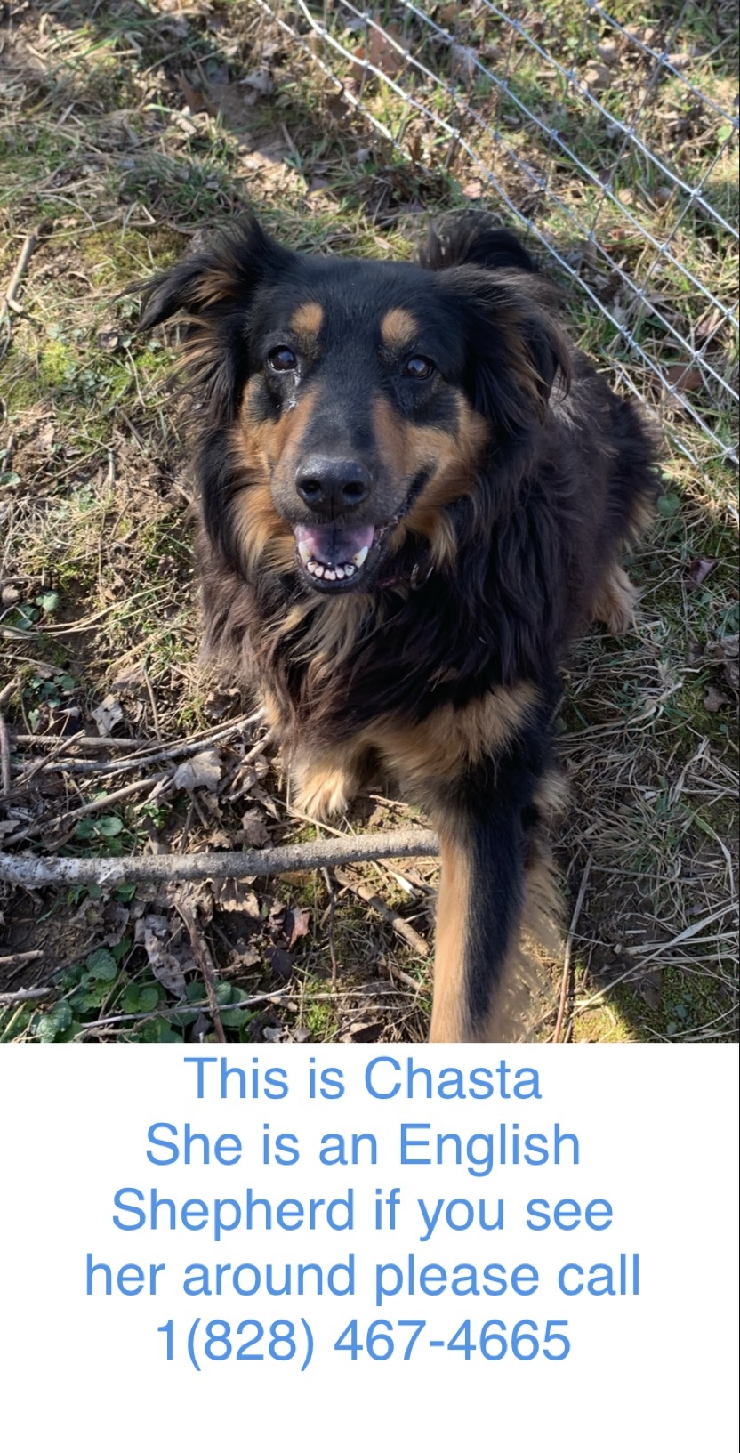 Chasta
