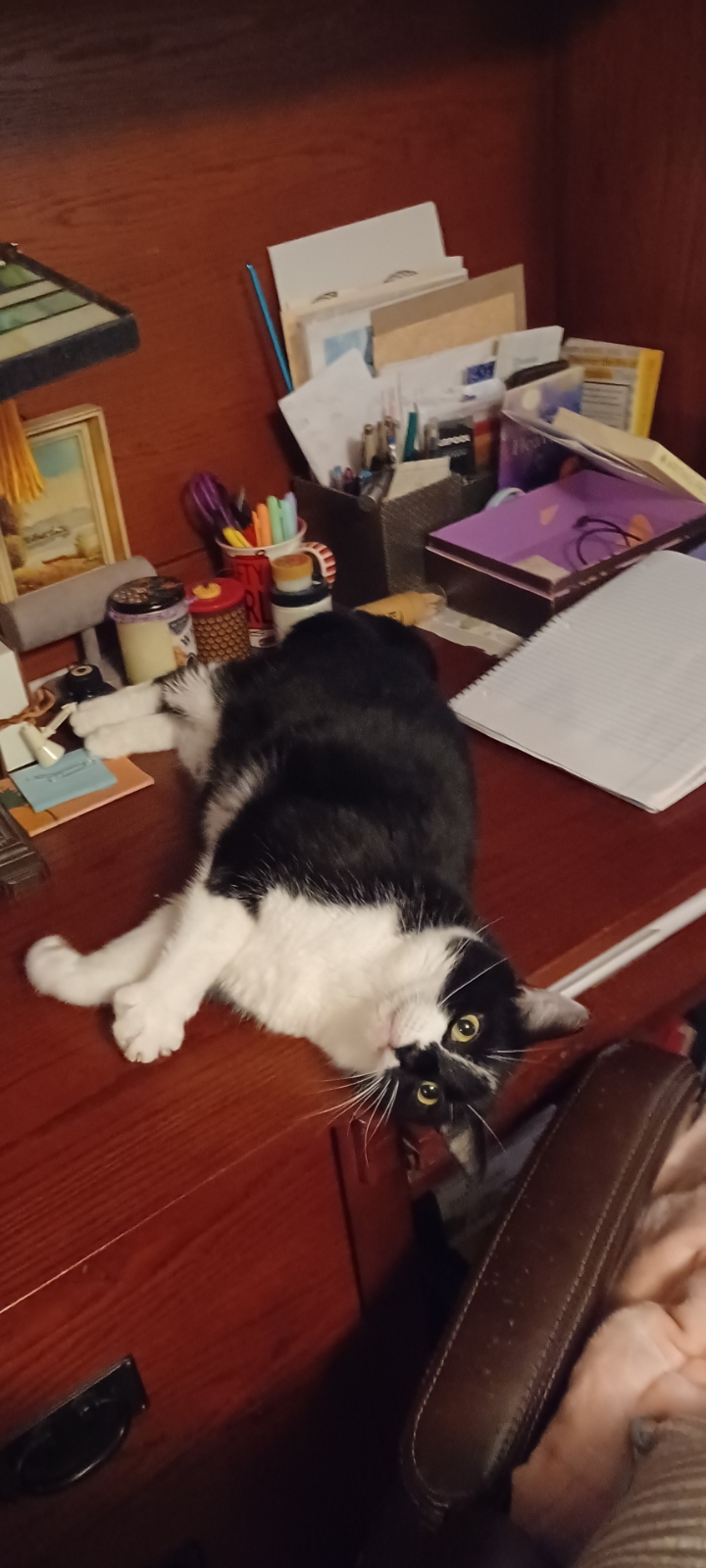 Ozzie Pawsbourne