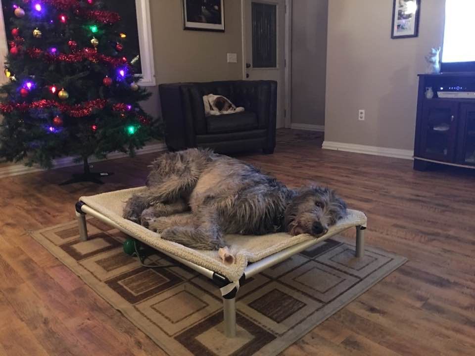 wolfhound-christmas